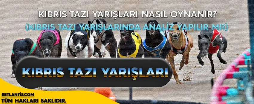 Kıbrıs Tazı Yarışları – Kıbrıs Köpek Yarışı
